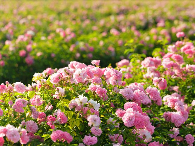 Image_Fair handeln_Fairtrade_Subheader Rosen