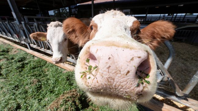 Nahaufnahme einer neugierige Kuh am Fressgitte, die  ihre Nase samt Futterresten direkt in Richtung der Kameralinse streckt.
