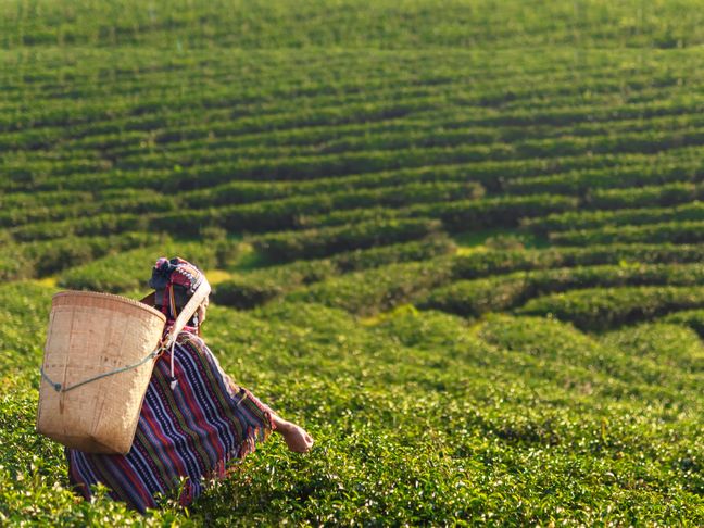 Asia worker farmer women were picking tea leaves for traditions in the sunrise morning at tea plantation nature. Lifestyle Concept