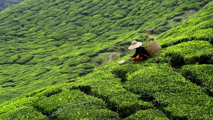 Worker picking tea leaves in tea plantation