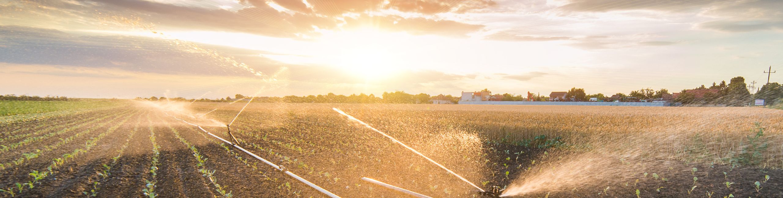 Irrigation system watering a crop of soy beans