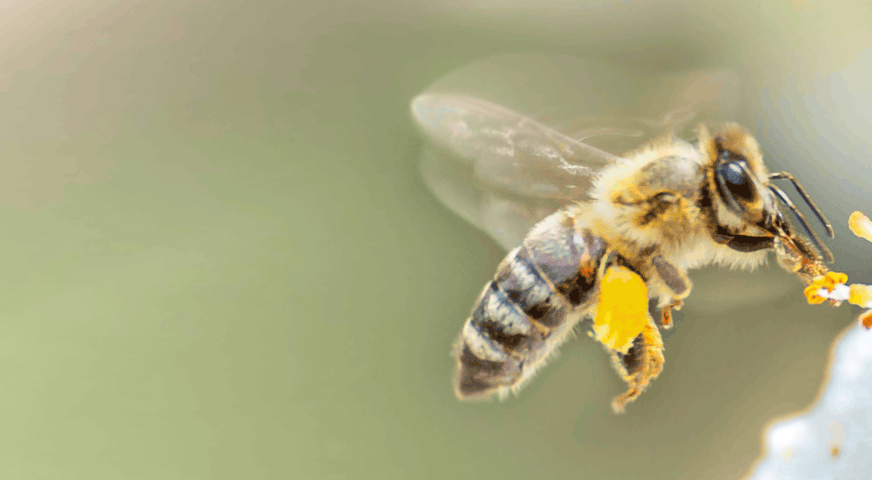 abeille butinant une fleur