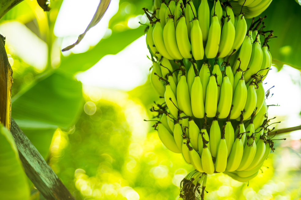 Bananes