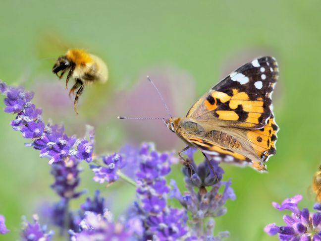 Biodiversität