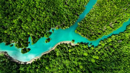 Ein türkisblauer Fluss schlängelt sich durch einen dichten Mangrovenwald, aufgenommen aus einer weiten Vogelperspektive.