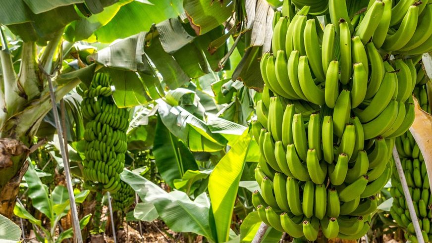 Pilotprojekt: Lidl setzt sich für existenzsichernde Löhne und Einkommen in den Erzeugerländern von Bananen ein.