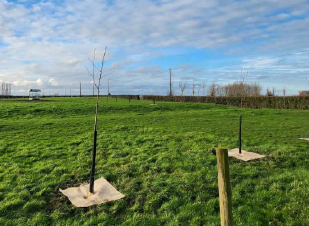 plantations d'arbres dans les parcelles agricoles