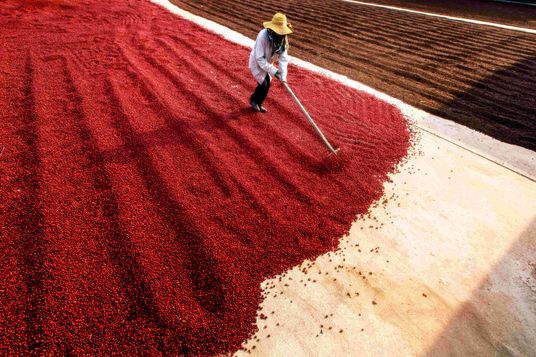 Ein Arbeiter wendet mit einem Rechen rote Kaffeekirschen, die großflächig zum Trocknen in der Sonne ausgebreitet liegen.