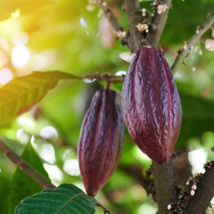 Kakao Fairtrade