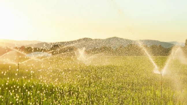 Sprinkleranlagen verteilen unter strahlendem Himmel feinen Wassernebel über einem grünen Feld vor einer Bergkulisse.