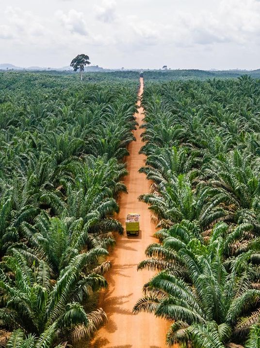 Luftaufnahme einer weiten, grünen Palmplantage mit einer mittig verlaufenden Sandstraße, auf der ein Lastwagen fährt.
