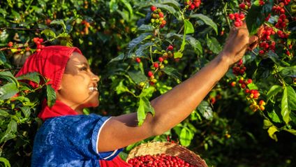 Eine lächelnde Erntehelferin pflückt rote, reife Kaffeekirschen von einem Strauch und sammelt sie in einem geflochtenen Korb.