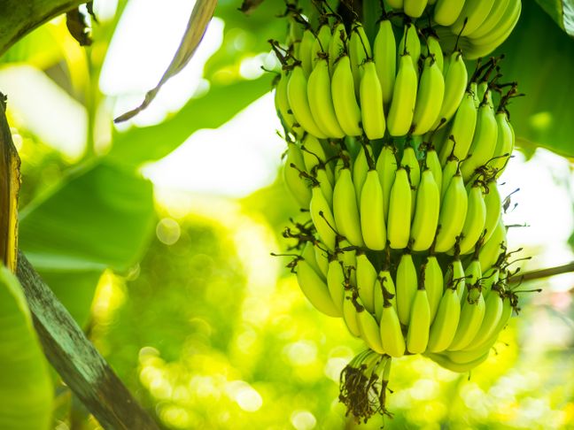 Banana tree