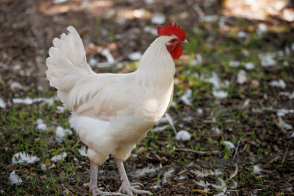 Animal welfare image 4
