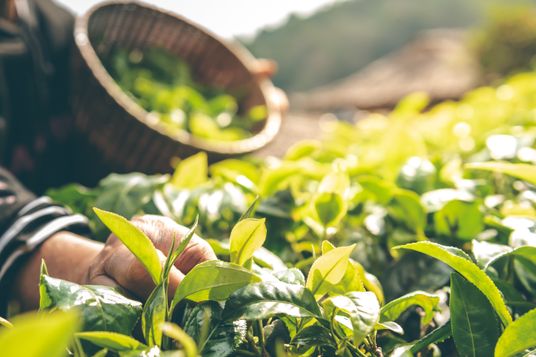 Heruntergeladen    Datei Nr.:  313907853 The farmers who are harvesting up the leaves from the tea tree in the morning which are the good time to harvest the tea leaves, to people and agriculture concept