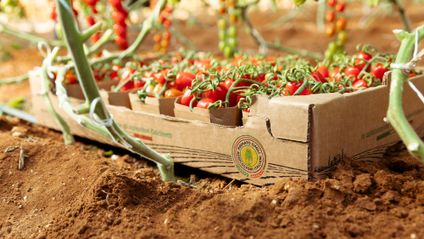 "FRESCHEZZA IN TUTTI I SENSI": LIDL INSIEME A FILIERA AGRICOLA ITALIANA PER VALORIZZARE I PROTAGONISTI DELL'ORTOFRUTTA