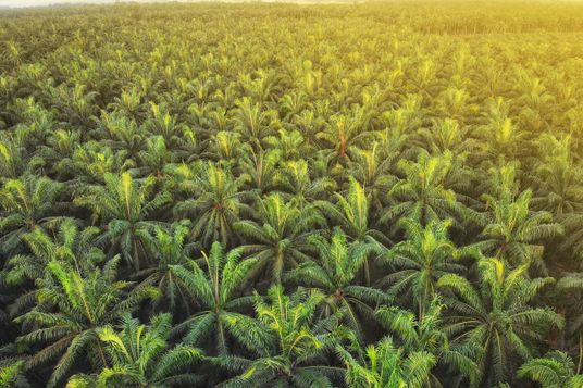 Aerial view of palm oil plantations at sunrise