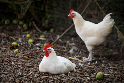 Animal welfare image 3
