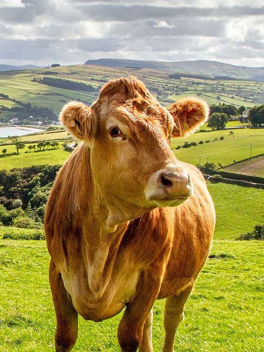 Hellbraunes Rind steht im Fokus, auf einer großen, grünen Weide in einer hügeligen Landschaft.