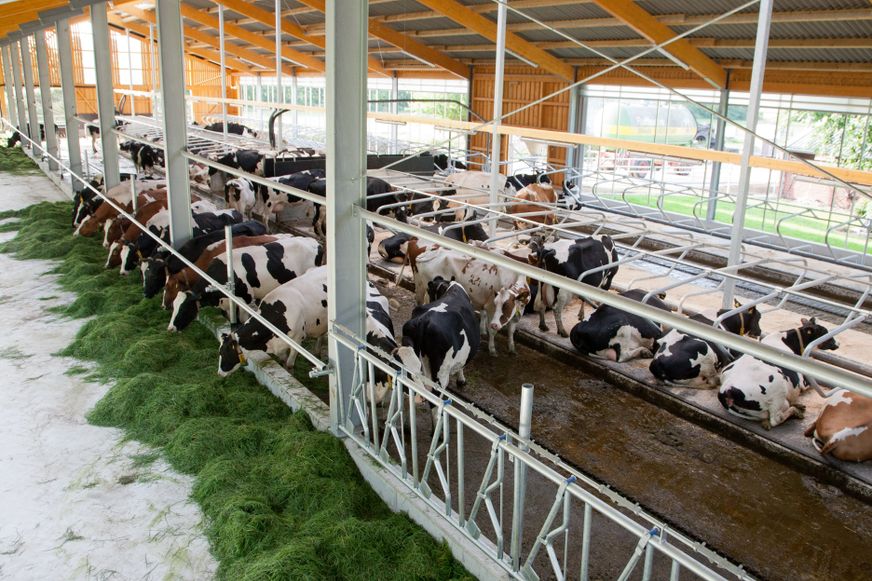 Haltung Milchkühe