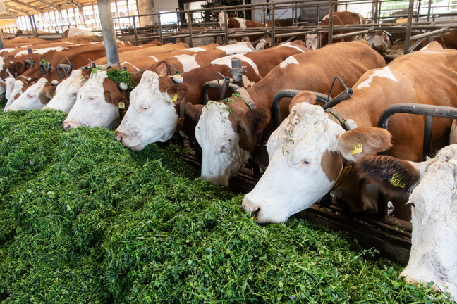 Animal Welfare image 1