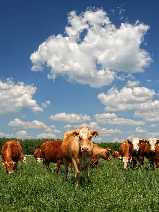 troupeau de vaches