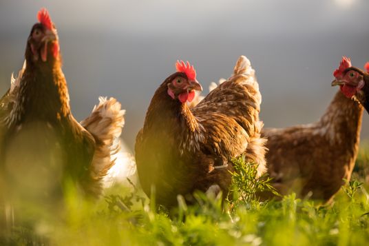 Um lange Transportwege beim Import zu vermeiden und deutsche Standards zu sichern, setzen wir bei Frischfleisch (Geflügel, Schwein, Rind) konsequent auf das „5xD“-Prinzip. Das bedeutet: Geburt, Aufzucht, Mast, Schlachtung und Verarbeitung der Tiere finden lückenlos in Deutschland statt. Außerdem stammen 100 Prozent unserer Trinkmilch sowie alle Haltungsform 3 Artikel aus heimischer Erzeugung.