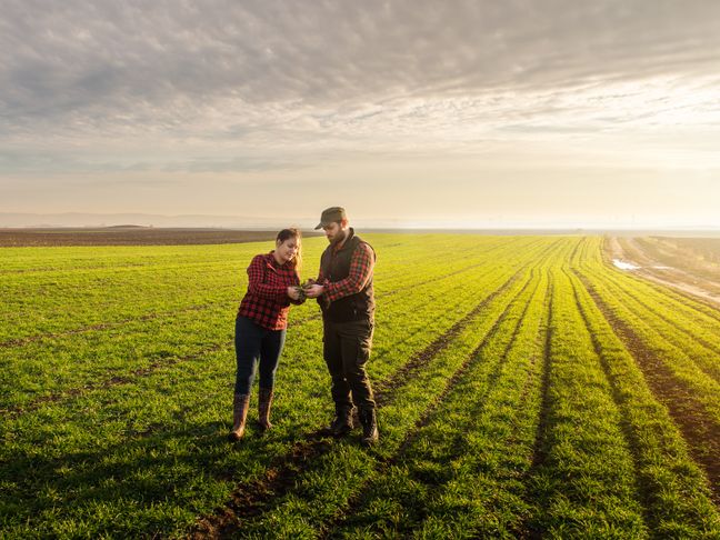 Young farmers examing planted wheat