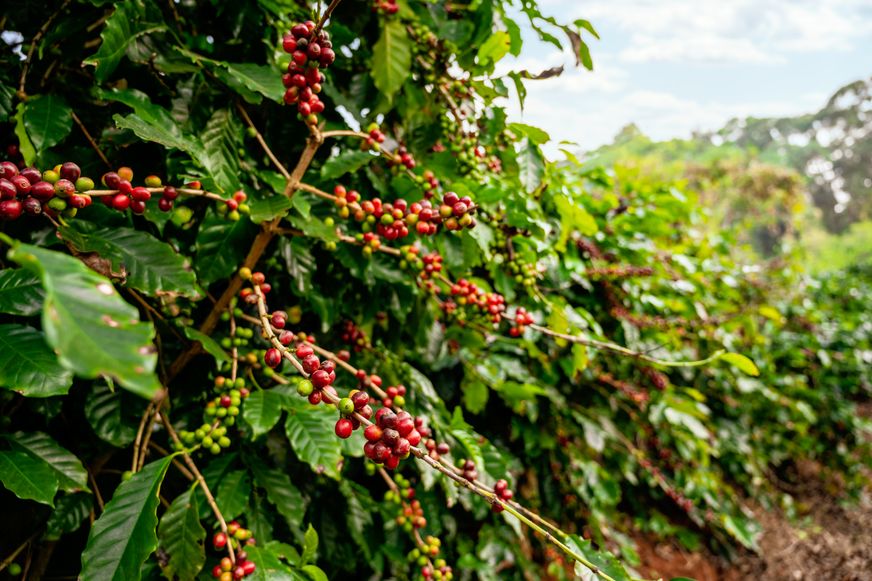 Coffee tree with fresh arabica coffee bean in coffee plantation on the mountain at Ban Pang Khon the northern of Chiang Rai, Thailand.