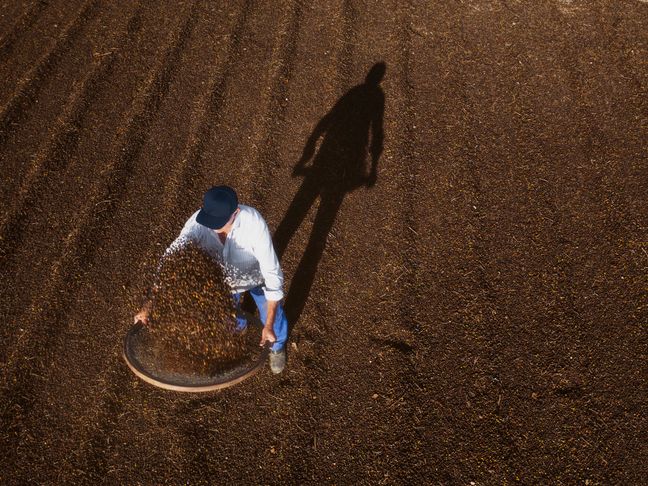 Vogelperspektive eines Arbeiters beim Sieben von Kaffeebohnen auf einer weiten Trockenfläche unter tiefstehender Sonne.
