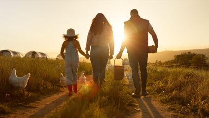Mother, father or child bonding on chicken farm, poultry agriculture field or Brazilian sustainability environment. Smile, happy and farmer family with birds for meat, food or eggs industry at sunset Weniger anzeigen