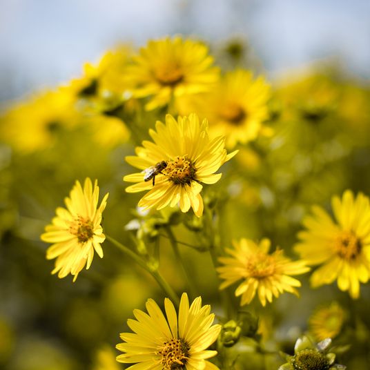 fleurs jaunes