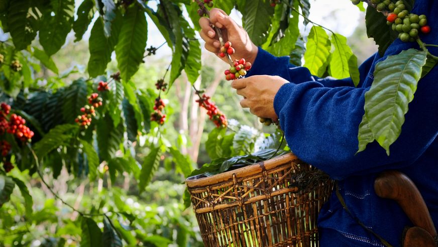 Meilenstein am internationalen Tag des Kaffees: 97 Prozent des Lidl-Eigenmarkenkaffees im Rahmen der WWF-Partnerschaft zertifiziert