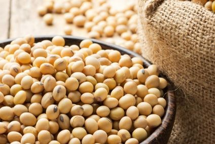 Getrocknete Sojabohnen füllen eine dunkle Schale und einen Leinensack vor hellem Holzhintergrund.