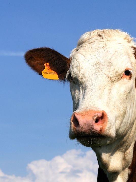 vache