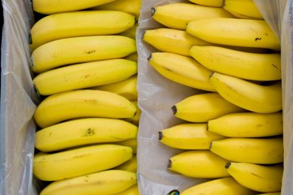 Zahlreiche gelbe Fairtrade-Bananen liegen ordentlich aufgereiht in einer mit Schutzfolie ausgekleideten Versandkiste.