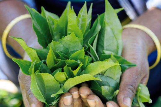 Nahaufnahme Zweier Hände die ein Bündel frisch gepflückter, grüner Teeblätter halten.
