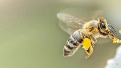 abeille butinant une fleur