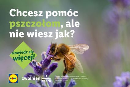 story image_Zwolnieni z Teorii_pszczoła