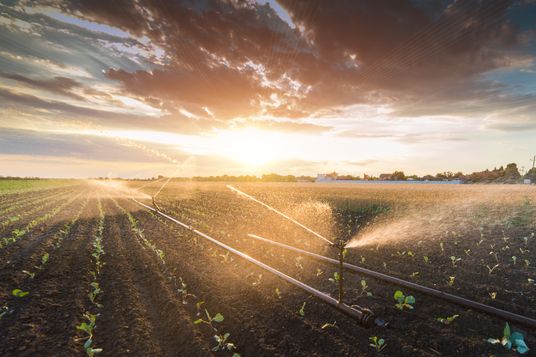 Irrigation system watering a crop of soy beans