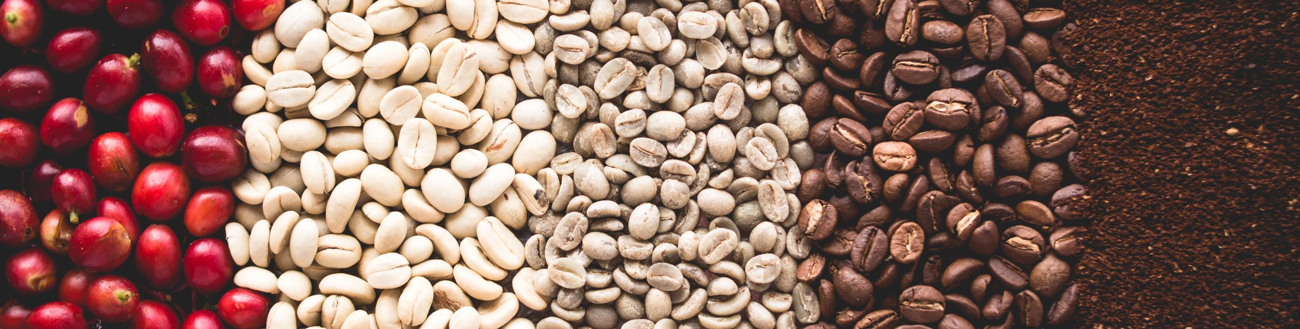 Arabica coffee Steps Coffee Beans Coffee in Asia