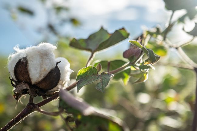 Reife weiße Baumwollkapseln glänzen im Gegenlicht auf einem Feld.