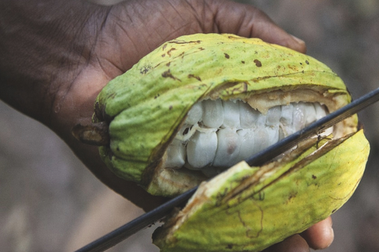 cacao