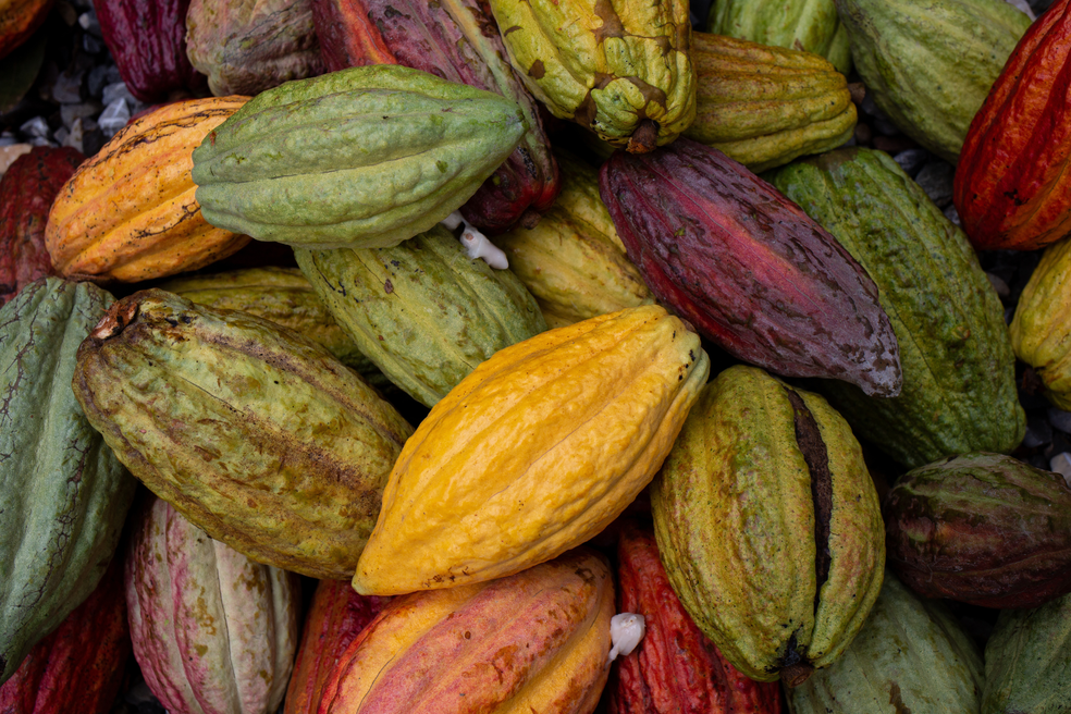 cacao