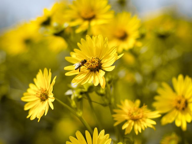 Nahaufnahme einer Biene beim Sammeln von Nektar auf gelben Korbblütlern inmitten einer naturbelassenen Blumenlandschaft.