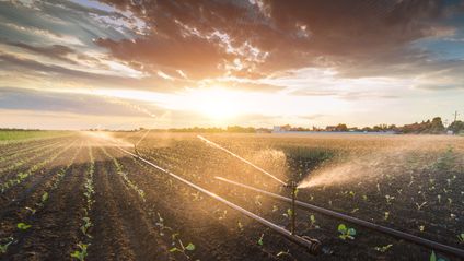 Irrigation system watering a crop of soy beans
