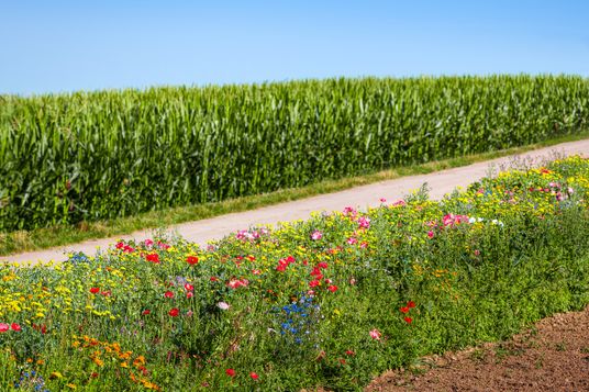 Ein farbenfroher Blühstreifen voller Wildblumen steht entlang ein grünes Maisfeldes.