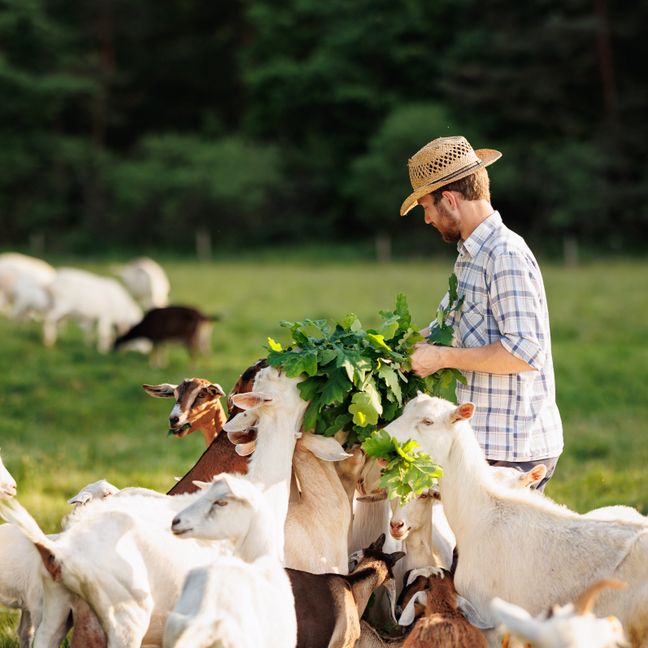 Male farmer feeding goats with fresh green grass on ecological pasture on a meadow.