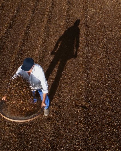 Vogelperspektive eines Arbeiters beim Sieben von Kaffeebohnen auf einer weiten Trockenfläche unter tiefstehender Sonne.
