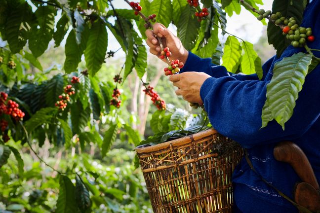 Hände pflücken selektiv reife rote Kirschen bei der Kaffeeernte und legen sie in einen Flechtkorb.